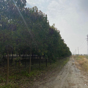 江苏盐城重阳木基地 22公分重阳木价格 行情