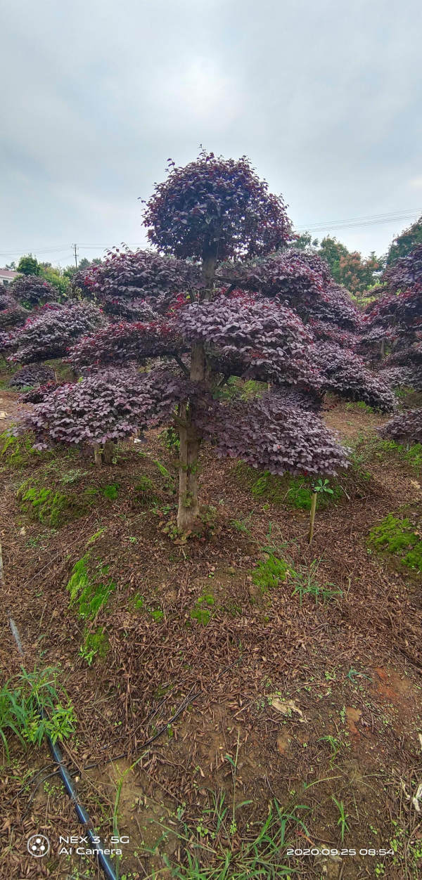 造型红花继木