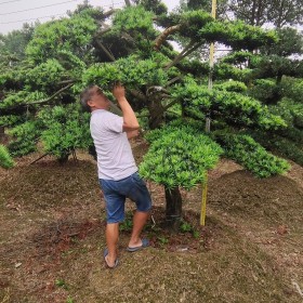 造型罗汉松