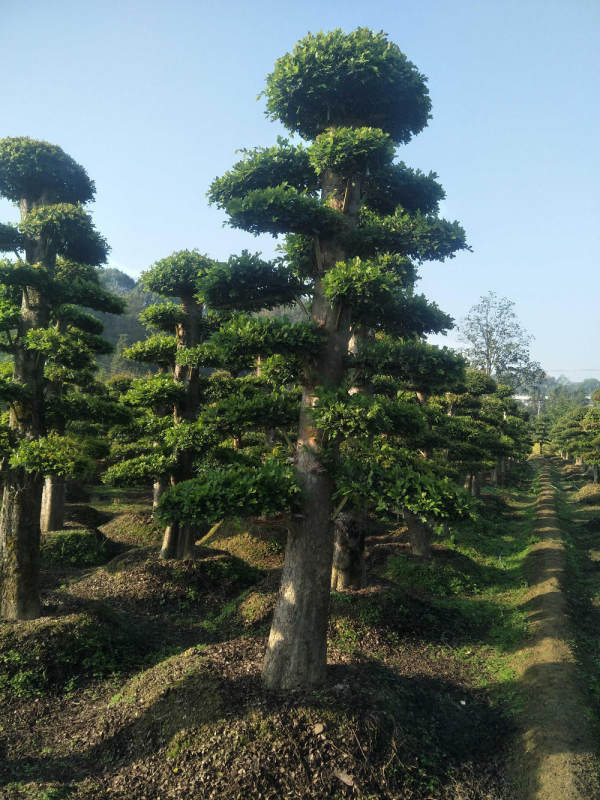 造型榆树