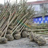 紫薇樹(shù)苗種植基地 5公分紫薇樹(shù)苗多少錢