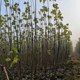 無絮楊樹都有啥品種 無絮楊樹苗可靠嗎