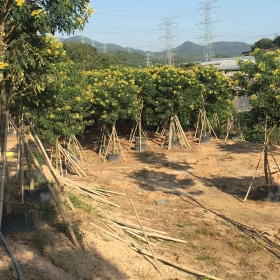 求购黄花槐袋苗  黄花槐小苗袋苗基地供应