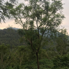 10公分蓝花楹价格 蓝花楹种植基地