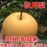 2.5公分秋月梨樹苗種植介紹 秋月梨樹苗什么時候栽