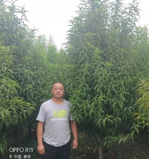 龍柱碧桃