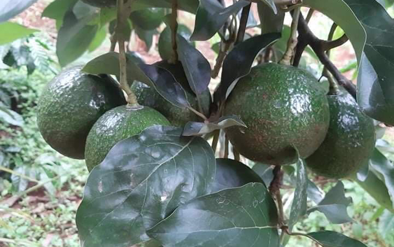 牛油果種植條件