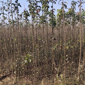 柿树 桃树 梨树 苹果树 花椒树 核桃树