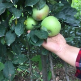 柱状苹果苗哪里有 今年柱状苹果树苗价格