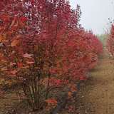 苗圃直銷叢生紅楓，5-12桿都有，歡迎選購