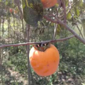 批发出售品种柿子树苗/足章苗木种植苗圃货源