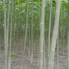 批发销售速生泡桐树苗/泡桐小苗/泡桐根苗/泡桐树兜