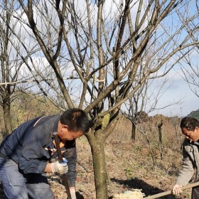 日本晚樱花苗哪里有卖 日本晚樱花树批发基地