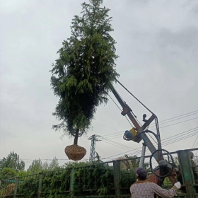 南京雪松基地定植苗 雪松4年能长多高？