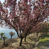 浙江樱花苗价格 樱花小苗基地批发