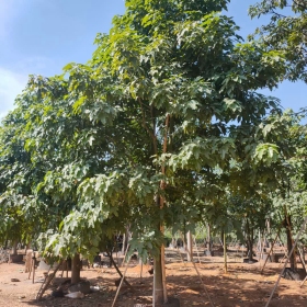 澳洲火焰木批发报价  澳洲火焰木基地供应价格