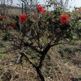 河南月季種植基地 南陽地徑4公分樹樁月季價格