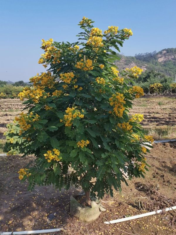 黄花槐