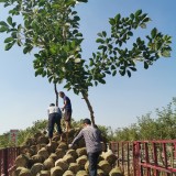 6公分少花風(fēng)鈴木多少錢一棵 少花風(fēng)鈴木樹苗報價