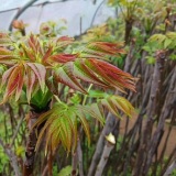 红油香椿苗，山东红油香椿苗种植基地