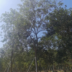 求购少花全冠风铃木树苗 漳州少花风铃木苗圃出售