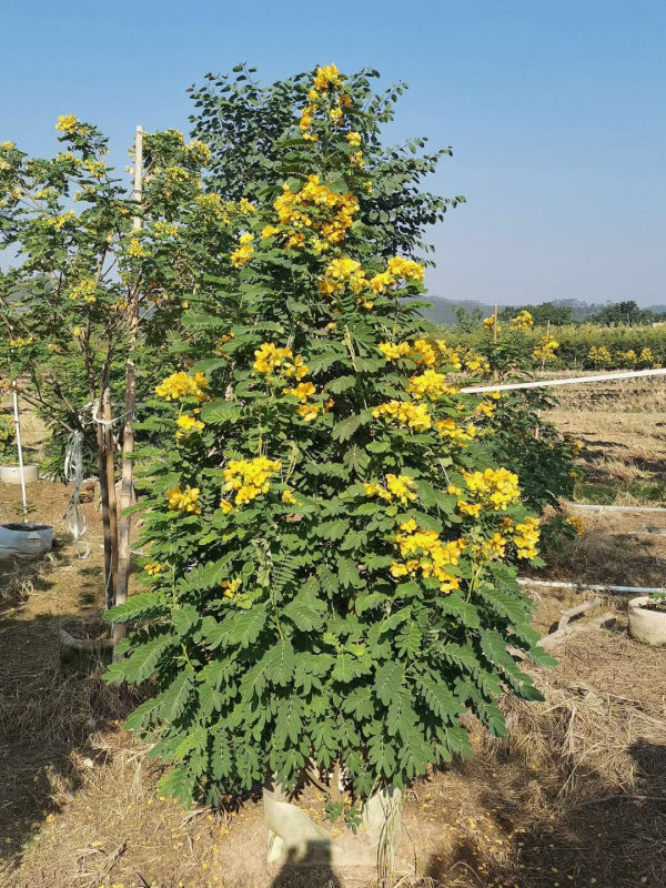 黃花槐