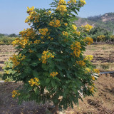 黄花槐种植基地 1.8米黄花槐批发报价表