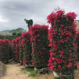 紅花三角梅柱多少錢一棵 福建三角梅柱生產(chǎn)商