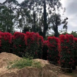 紅花三角梅柱價格 漳州紅花三角梅柱出售