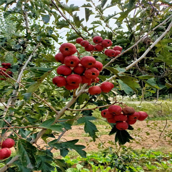 山楂苗 山楂树苗