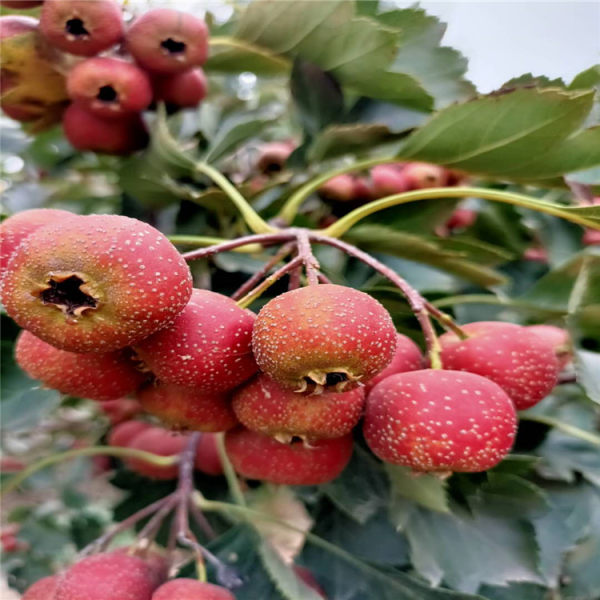 山楂苗 山楂樹(shù)苗