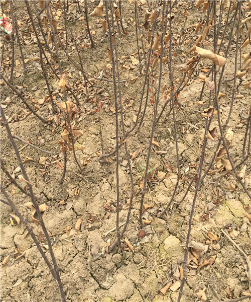 水蜜桃苹果苗