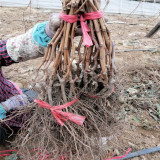 批發(fā)耐寒砧木葡萄苗 1年夏黑葡萄苗廠家 豐田園藝