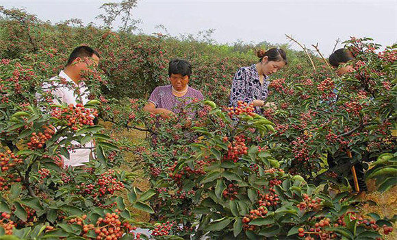 大紅袍花椒苗