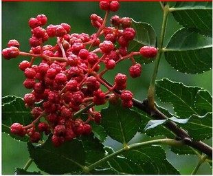 大紅袍花椒苗