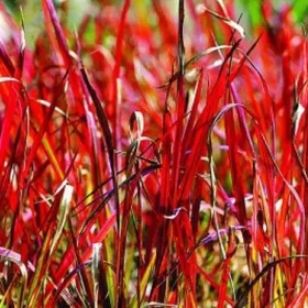 血草种植基地,血草工程苗批发价格