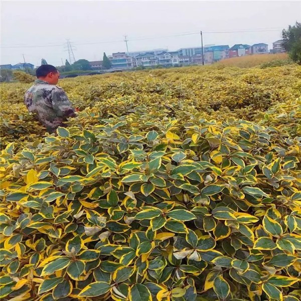 埃比胡頹子球