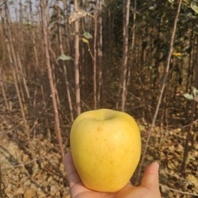 维纳斯黄金苹果苗产地，1.5米高维纳斯黄金苹果苗价格