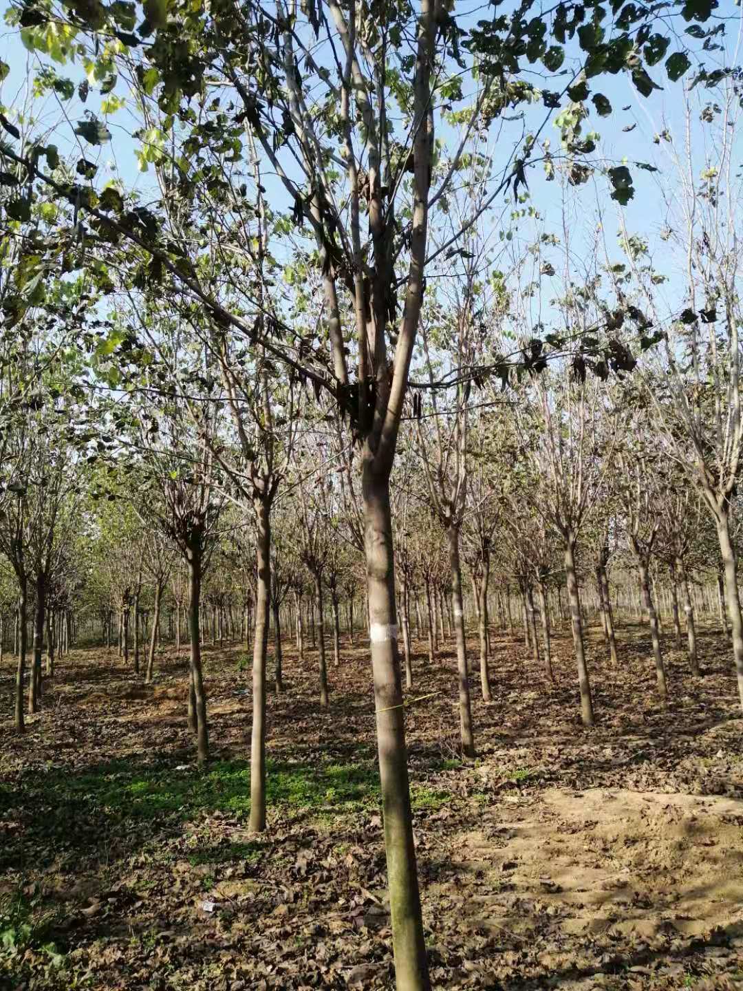 巨紫荆图片 4张 河南许昌基地_乔灌木图片_西北苗木网