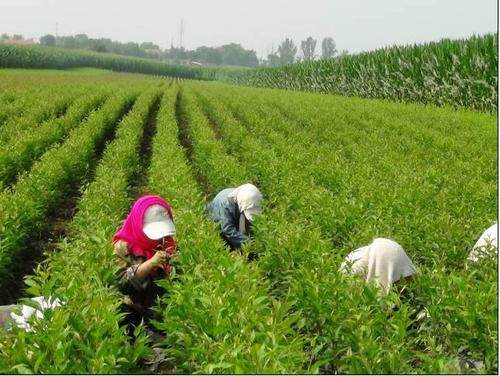 鲁丽苹果