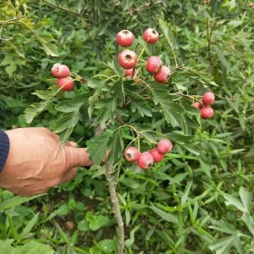 甜紅子山楂苗，甜紅子山楂樹苗