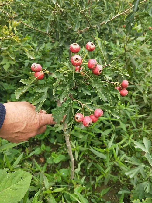 甜红子山楂苗