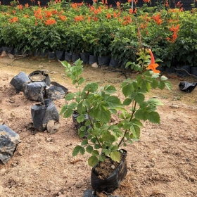 凌霄花哪里有卖   福建凌霄花基地批发