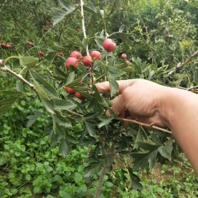 甜紅子山楂苗產(chǎn)地，山東甜紅子山楂苗批發(fā)