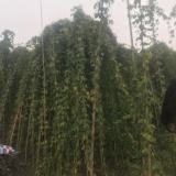 湖北恩施油麻藤種植戶批發(fā)基地價格合理