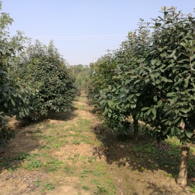 中华石楠 本石楠 土石楠基地价格