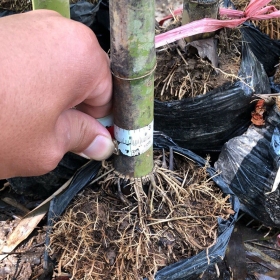 钢竹容器苗 刚竹袋苗价格 钢竹基地批发