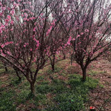 8公分原生紅梅價(jià)格 江蘇原生紅梅基地