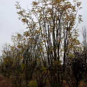 供应高度7-8米丛生香花槐