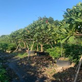 鸡蛋花价格 鸡蛋花批发 自产自销 鸡蛋花移植苗